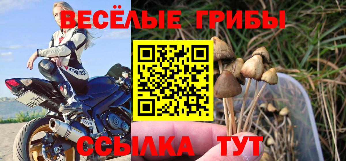 Псилоцибиновые грибы Psilocybine cubensis Клинцы